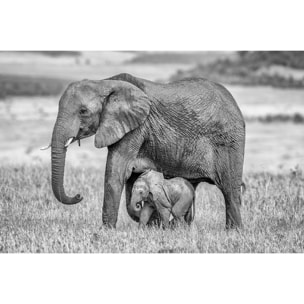 Tableau Mère éléphant Tableau plexiglas
