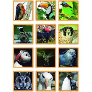 WWF MEMORIA GIGANTE PAJAROS
