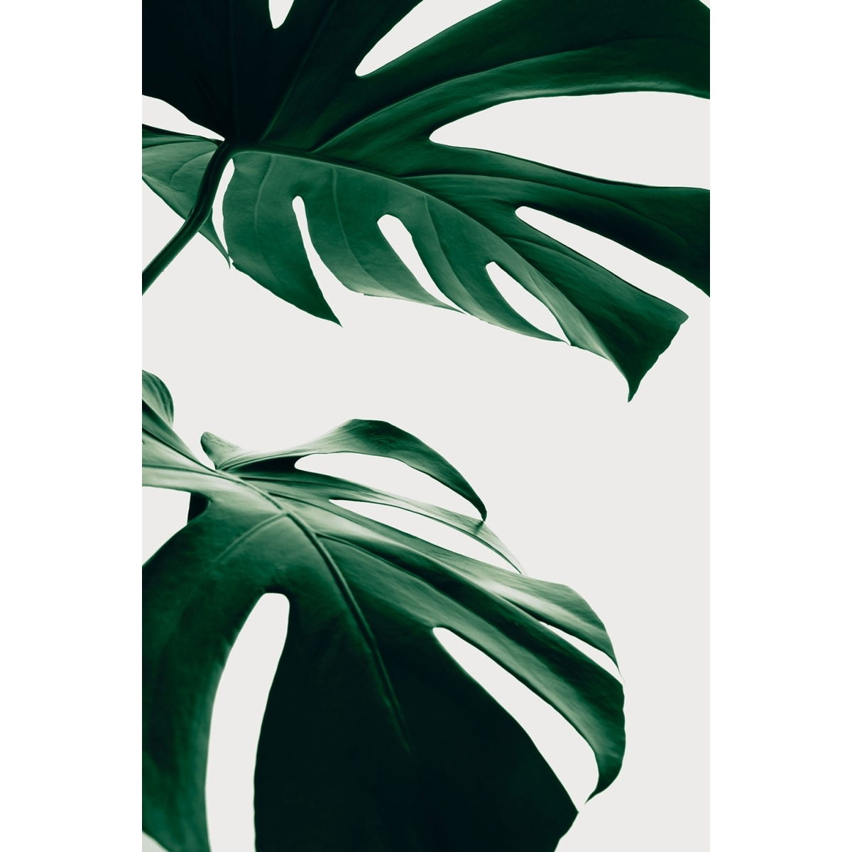 Tableau monstera due Toile imprimée