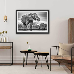 Affiche animaux standing proud Affiche + cadre en bois - Noir