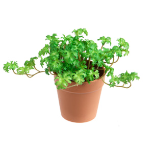 Pianta Di Pelargonium In Vaso Composta Da 3 Diramazioni. Altezza 16 Cm - Pezzi 6 - 22X16X26cm - Colore: Verde - Bianchi Dino - Piante Artificiali