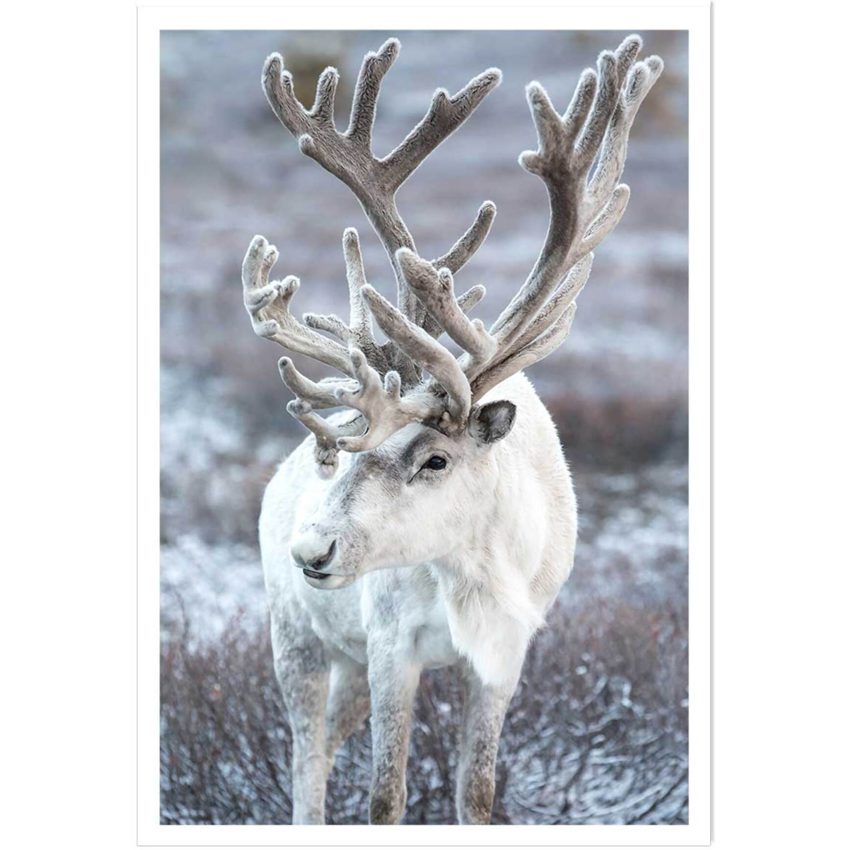 Affiche enfant parrot blanc  Affiche seule