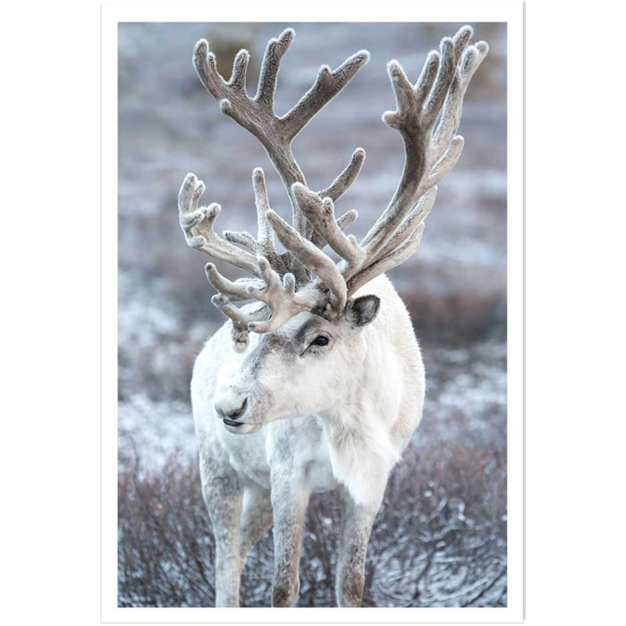 Affiche enfant parrot blanc  Affiche seule