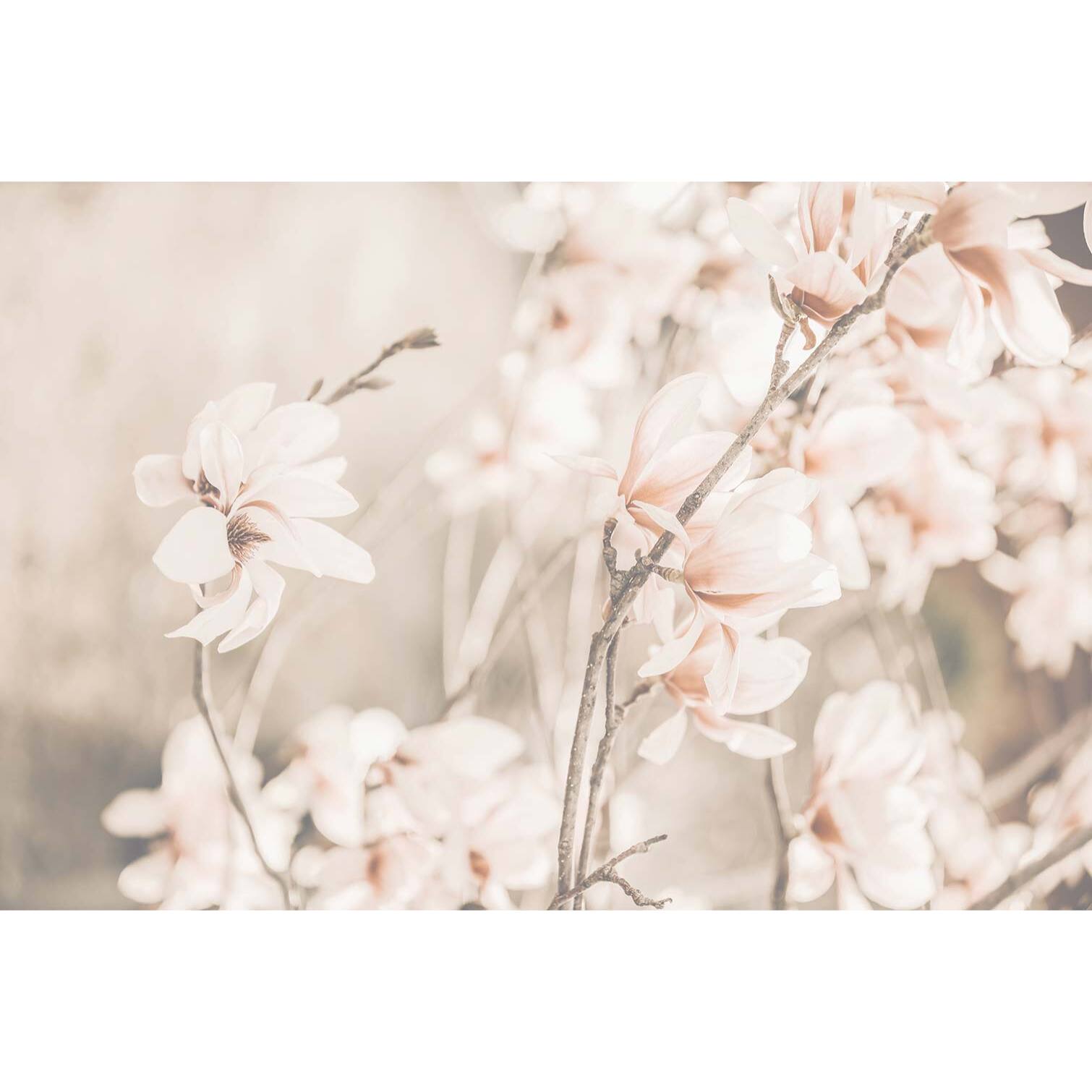 Tableau de fleurs douceur et fleurs printanières  Toile imprimée