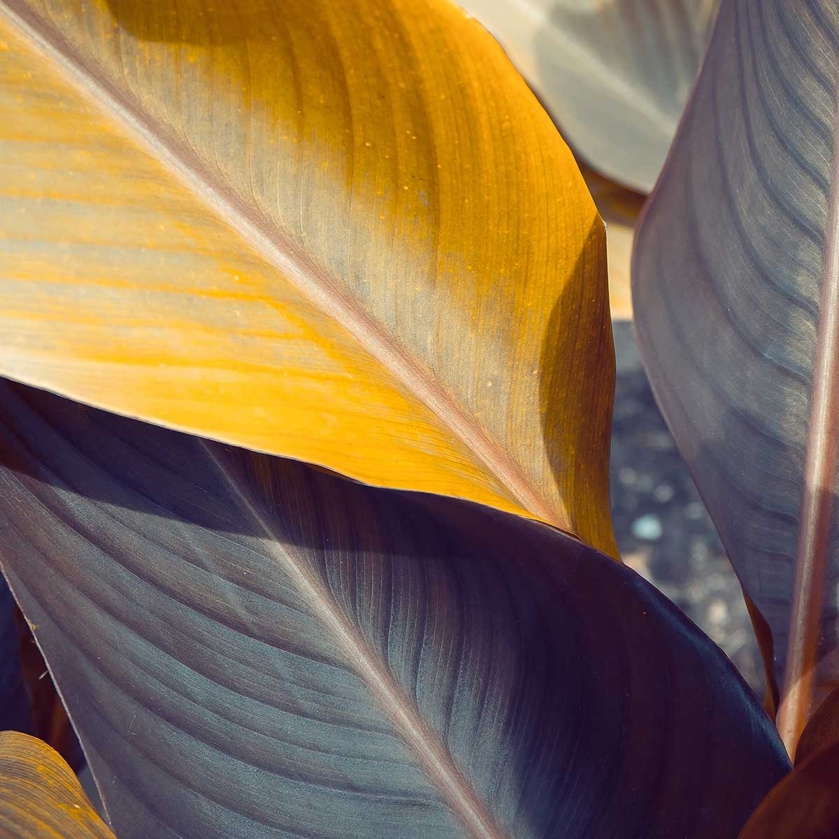 Tableau palm leaves y Tableau alu Dibond