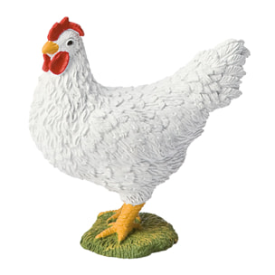 Fattoria/Gallina