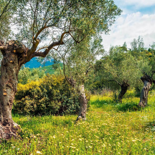 Affiche encadrée – Oliveraie lumineuse Affiche + cadre en métal - Noir