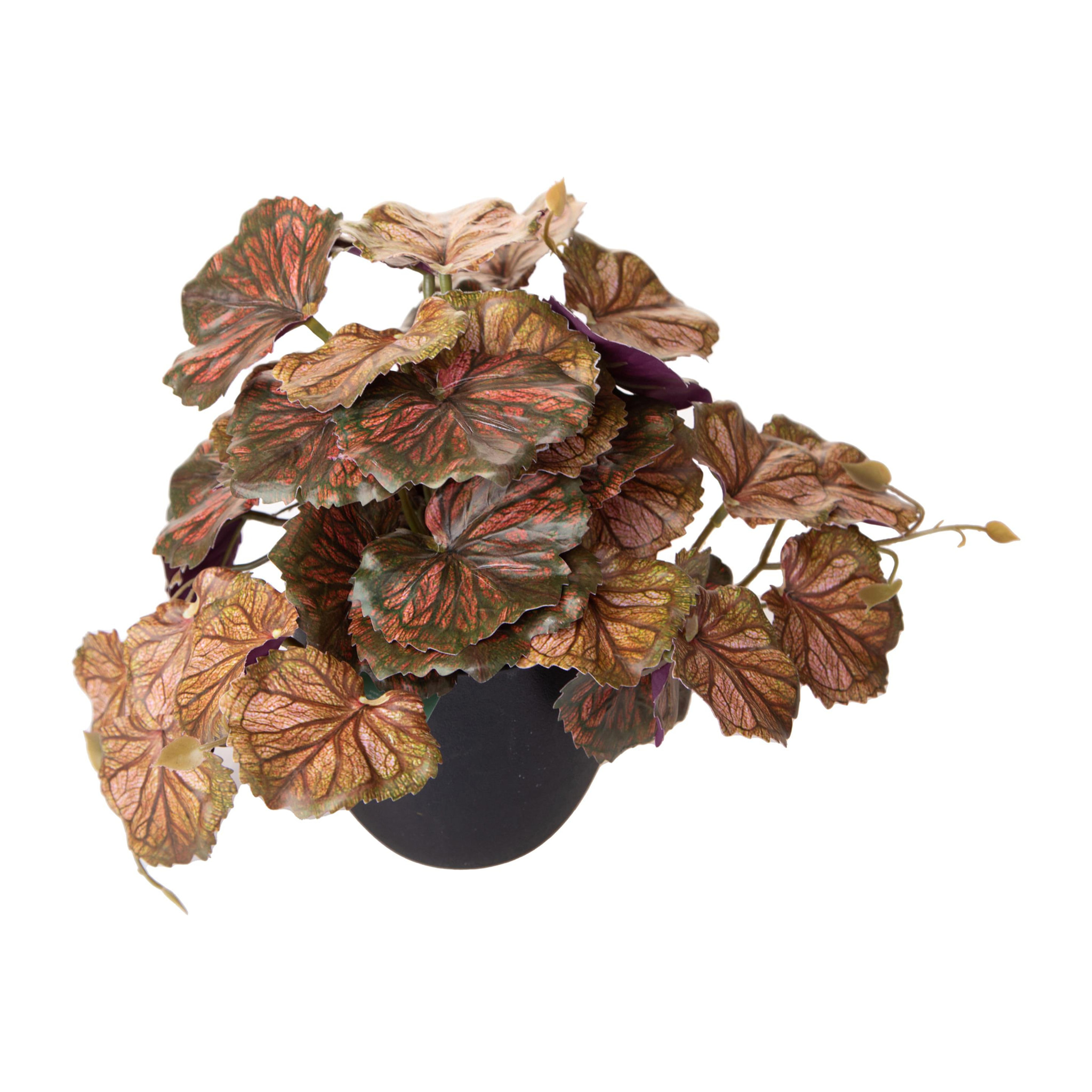 Heuchera In Vaso 20 Cm - Pezzi 4 - 10X20X10cm - Colore: Altro - Bianchi Dino - Piante Verdi In Vaso