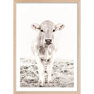 Affiche enfant veau  Affiche + cadre en bois - Chêne