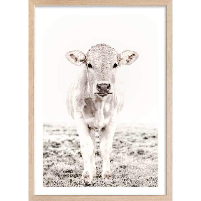 Affiche enfant veau  Affiche + cadre en bois - Chêne