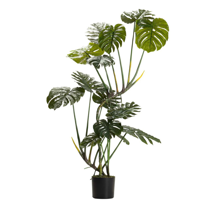 Planta Monstera 110x70x155 Cm