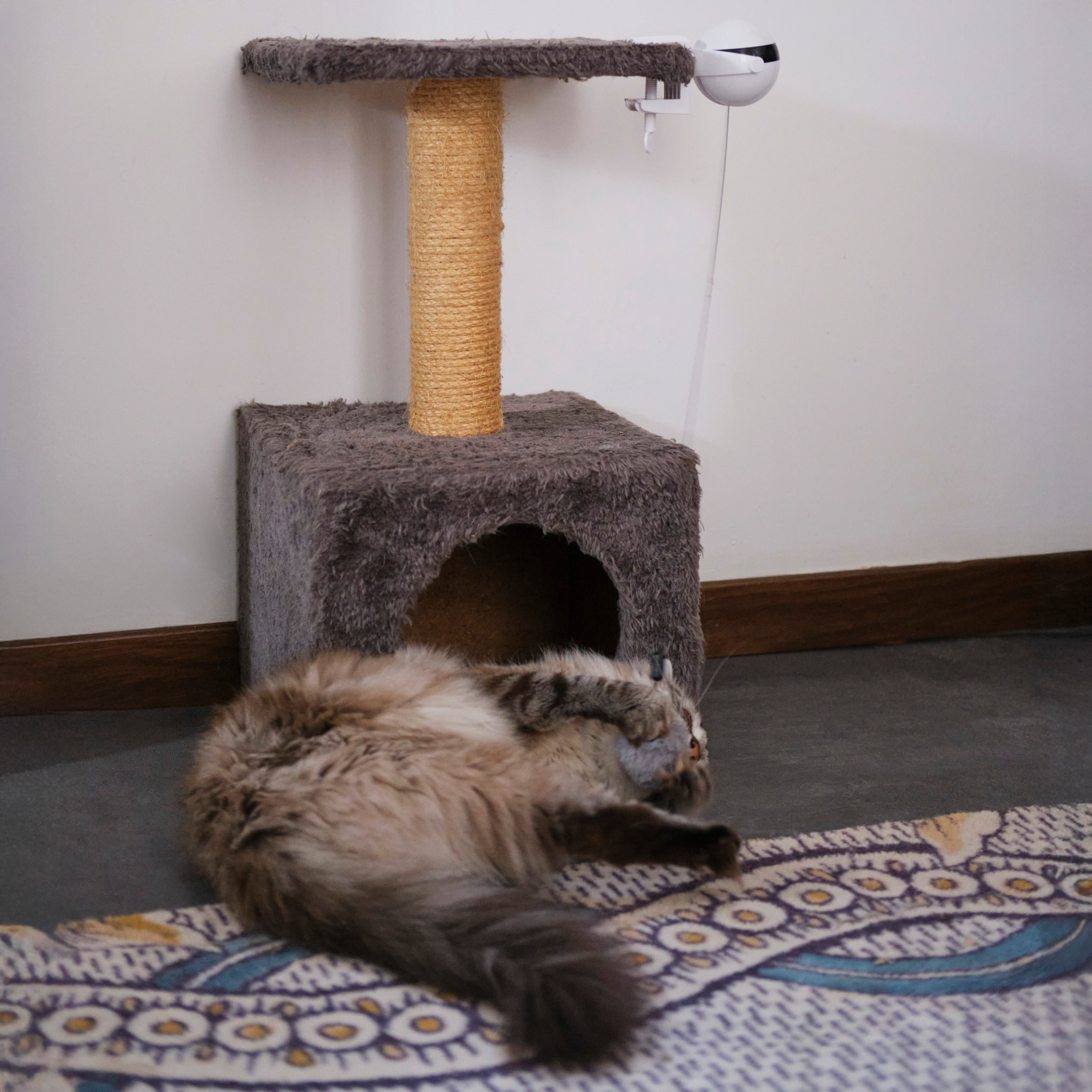 Jeu Interactif Pour Chat A Visser Chat'scenseur