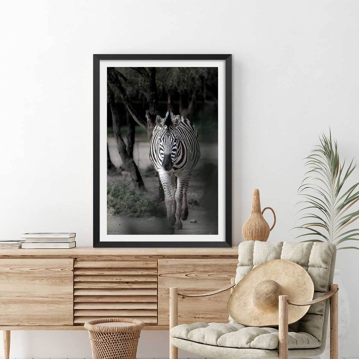 Affiche animaux zèbre en balade Affiche sous cadre noir