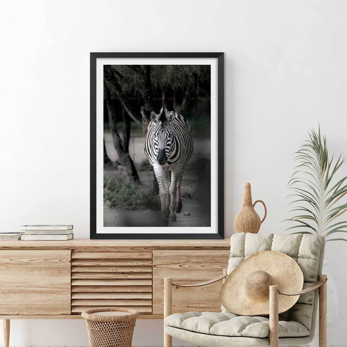 Affiche animaux zèbre en balade Affiche sous cadre noir