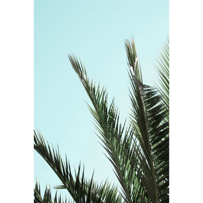 Tableau palme bleue Tableau plexiglas