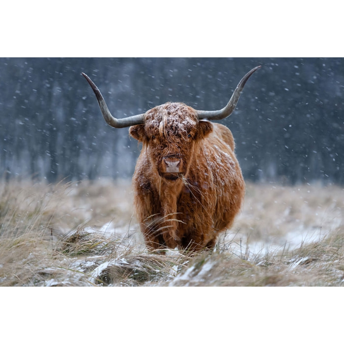 Tableau Vache Highland Tableau plexiglas