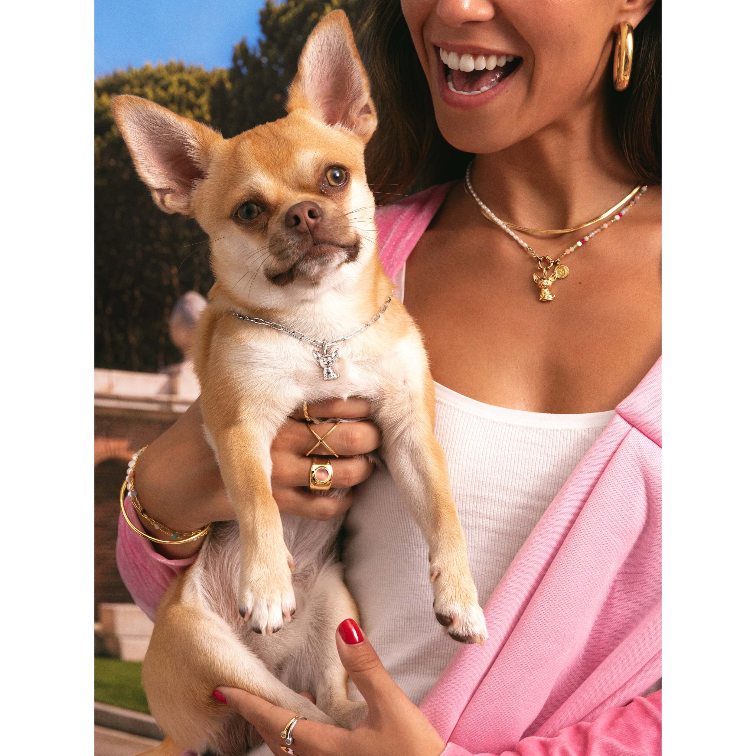 Charm Chihuahua