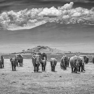 Tableau mysterieux voyage des éléphants Toile imprimée