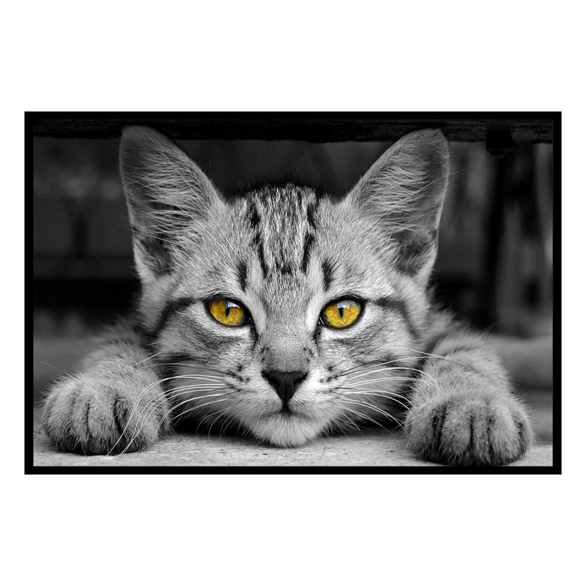 Affiche encadrée – Chat au regard doré, intensité et mystère Affiche + cadre en métal - Noir