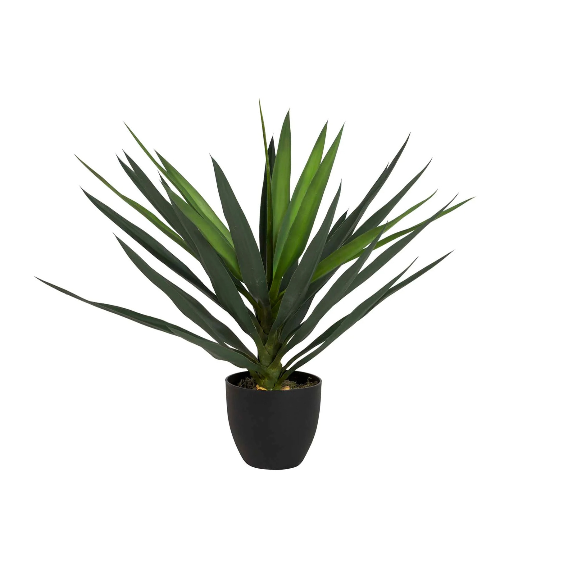 Planta Yucca Con Maceta 70x70x70 Cm