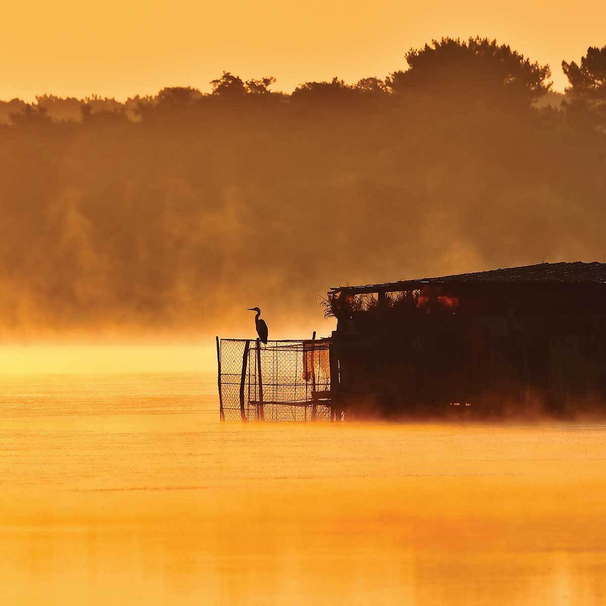 Affiche photo héron sur l'étang blanc Affiche + cadre en bois - Noir