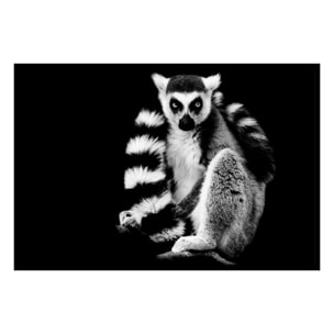 Affiche encadrée lémurien en noir et blanc Affiche + cadre en métal - Noir