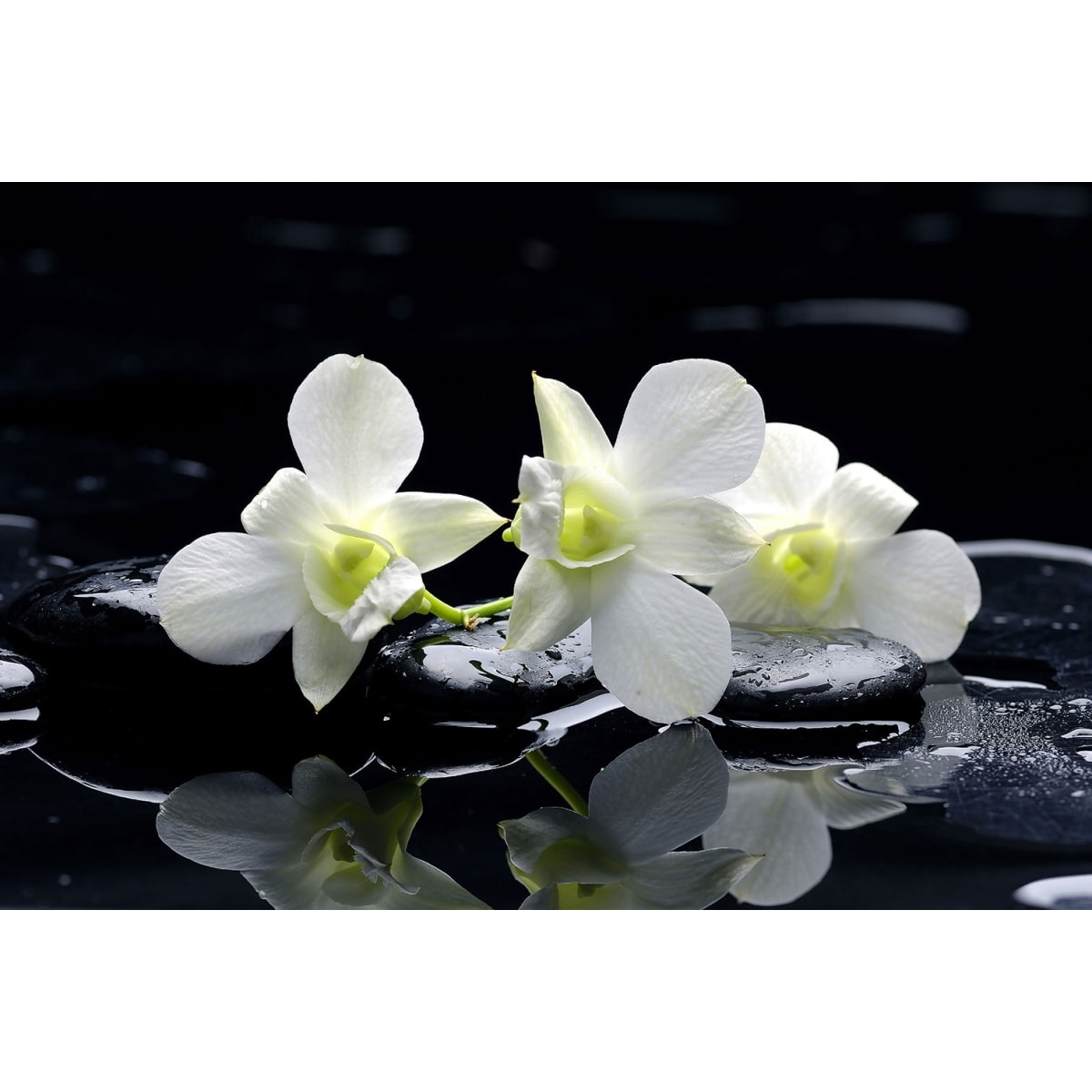 Tableau zen deco design orchidée blanche Tableau alu Dibond