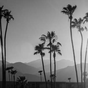 Tableau noir et blanc palmiers - palm springs Toile imprimée