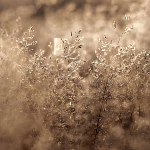 Tableau fleurs field grass Tableau plexiglas