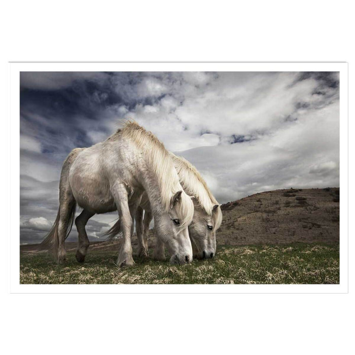 Affiche Chevaux blancs Affiche seule