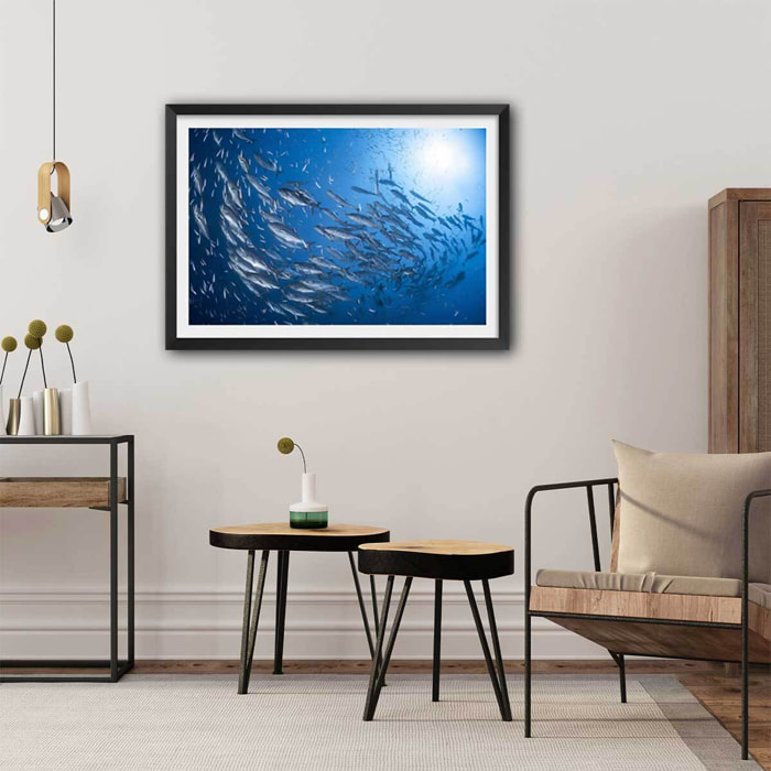 Affiche poisson Carangue Affiche + cadre en bois - Noir