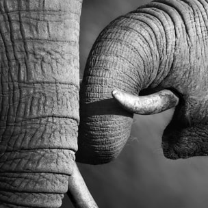 Affiche encadrée – Éléphants en noir et blanc, lien et émotion Affiche + cadre en métal - Noir