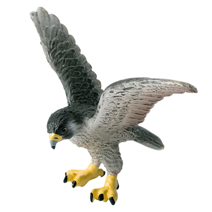 Mondo degli Uccelli/Falco Pellegrino