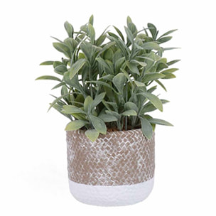 Planta airas 24cm