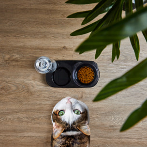 Gamelle Et Distributeur Eau Pour Animaux