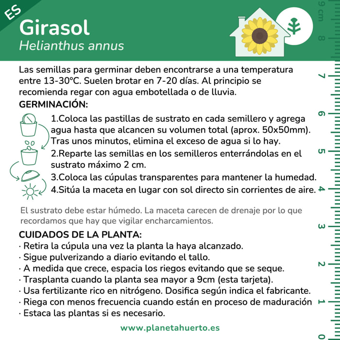 Kit de autocultivo Girasol Planeta Huerto