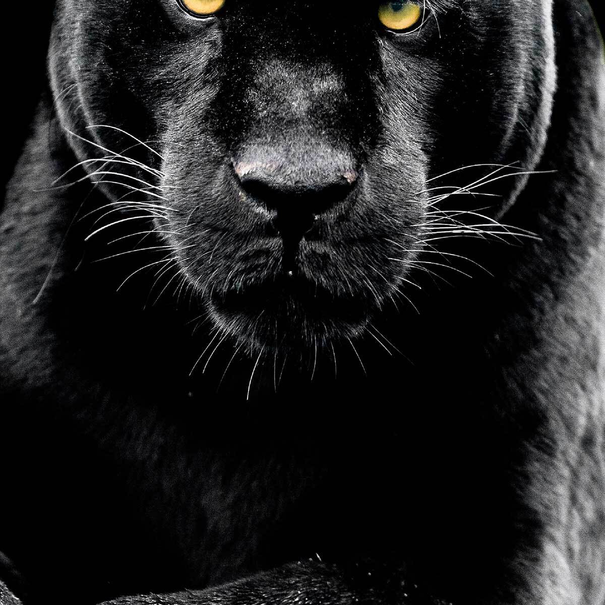 Affiche encadrée panthère noire Affiche + cadre en métal - Noir