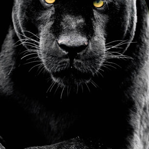 Affiche encadrée panthère noire Affiche + cadre en métal - Noir