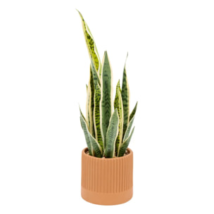 Plante artificielle Nippo H.78cm marron