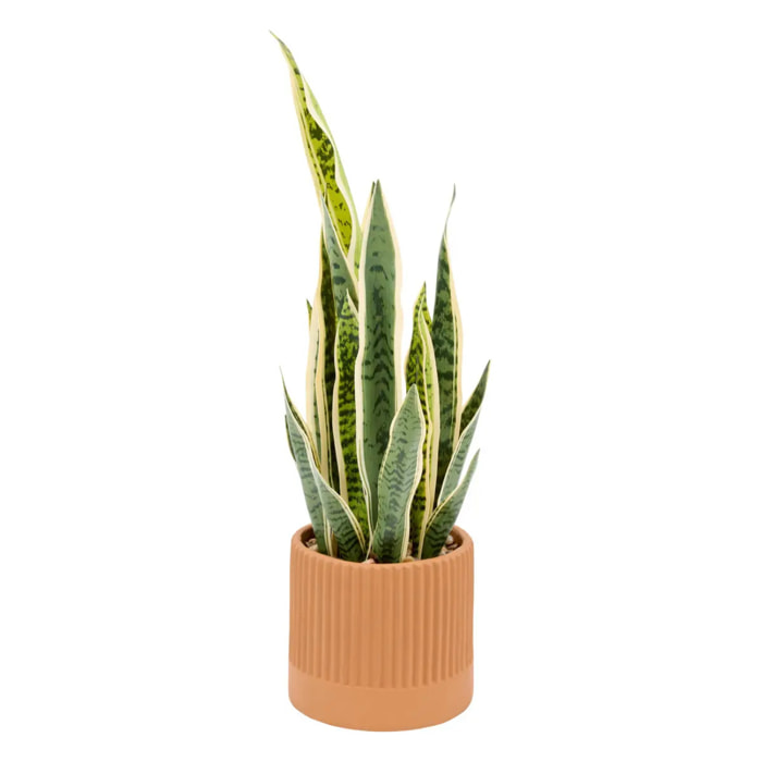 Plante artificielle Nippo H.78cm marron