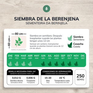Semillas de Berenjena larga morada ecológicas Planeta Huerto