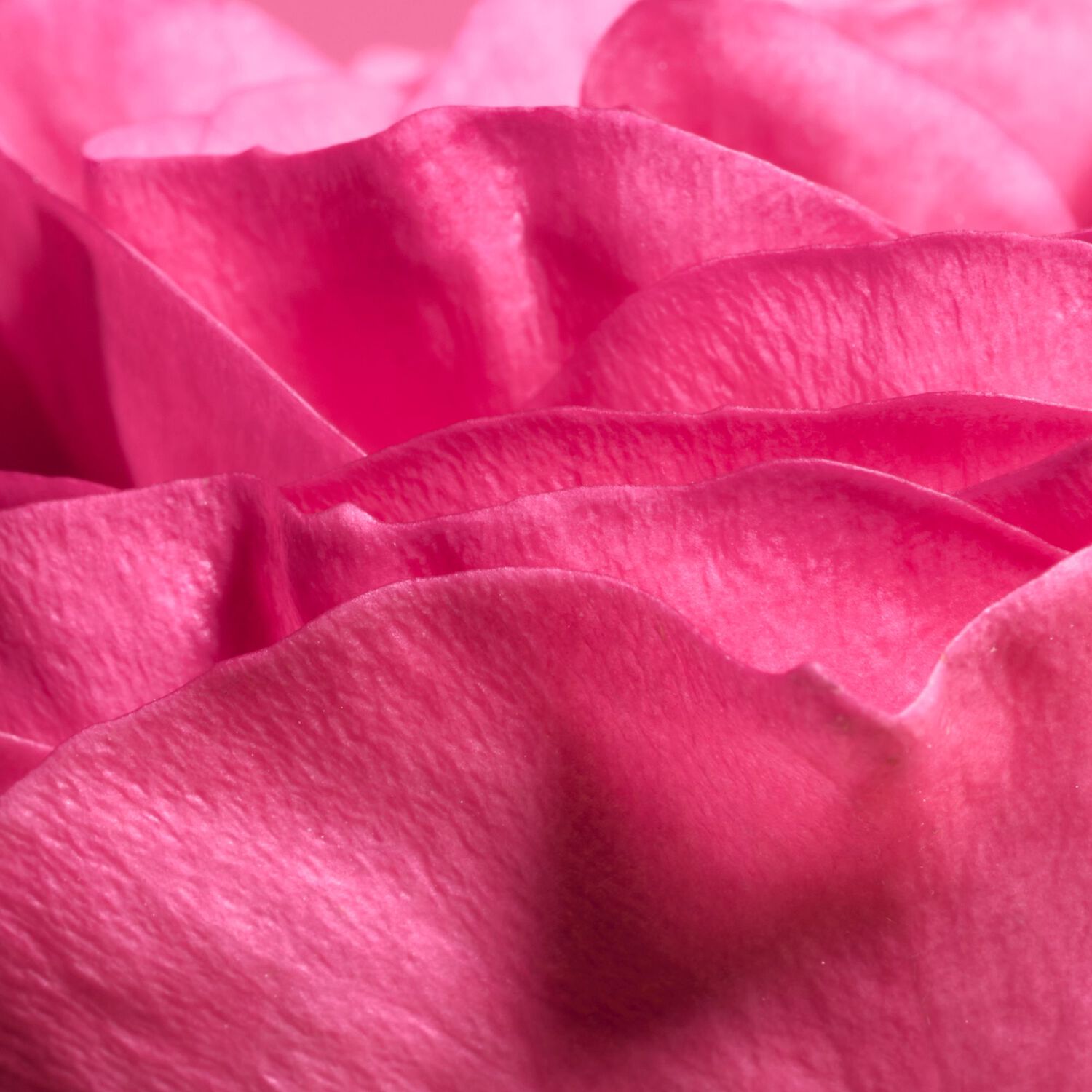 Rose Pulp - Baume à Lèvres Hydratant