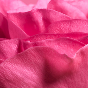 Rose Pulp - Baume à Lèvres Hydratant