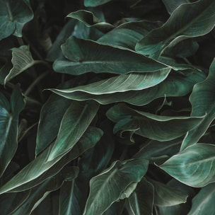 Affiche green leaves Affiche sous cadre bois
