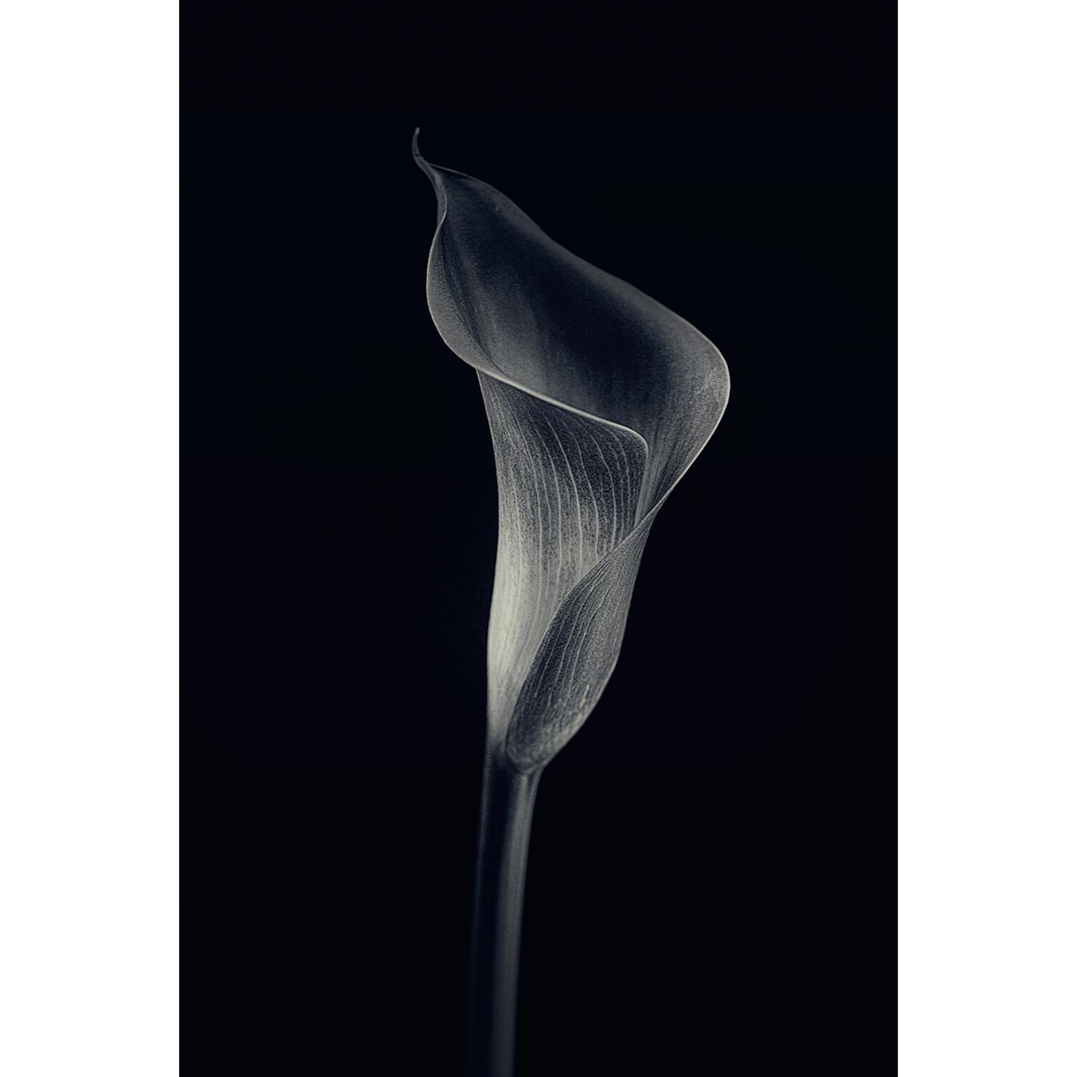 Tableau d'art calla lily  Tableau plexiglas