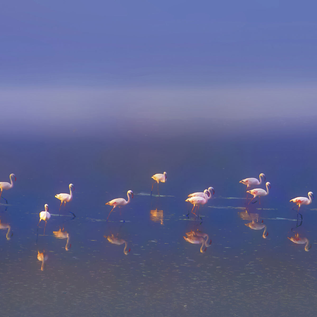 Papier peint panoramique flamants sur lac bleu Intissé