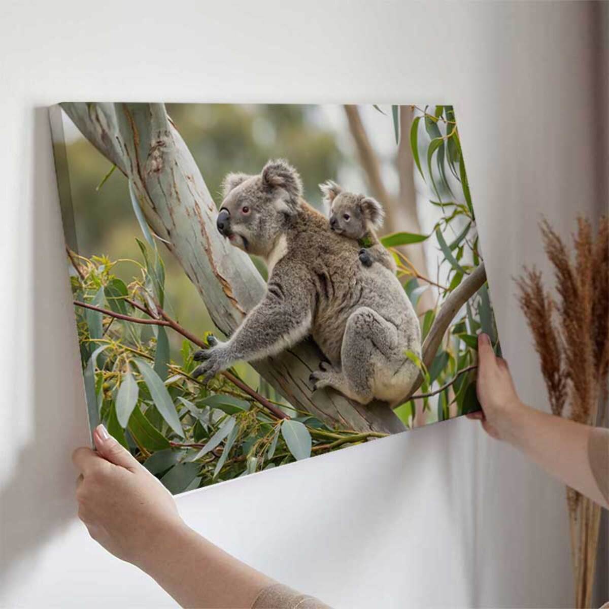 Tableau koalas tendres dans leur habitat naturel Toile imprimée