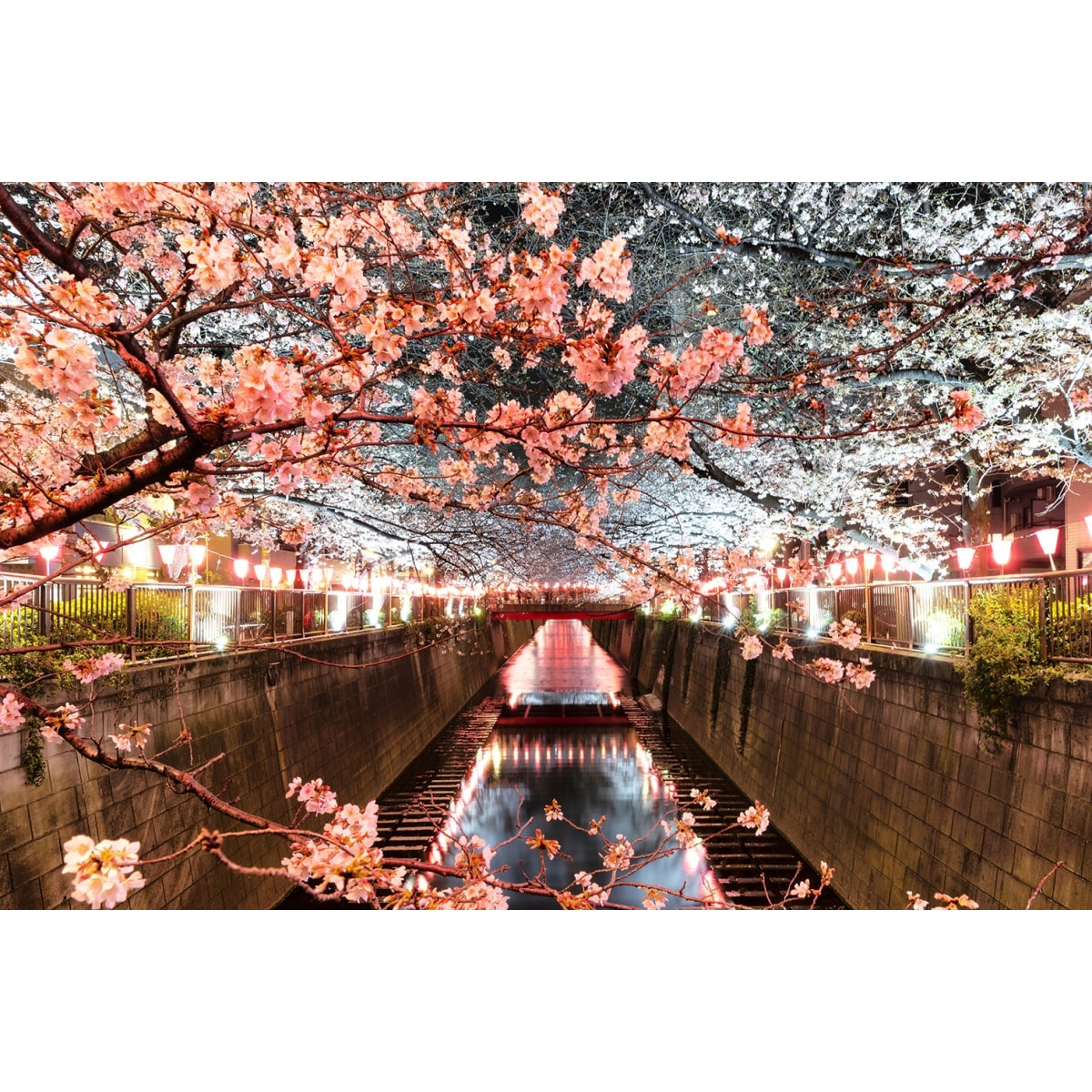 Tableau cerisiers et hanami à tokyo Toile imprimée