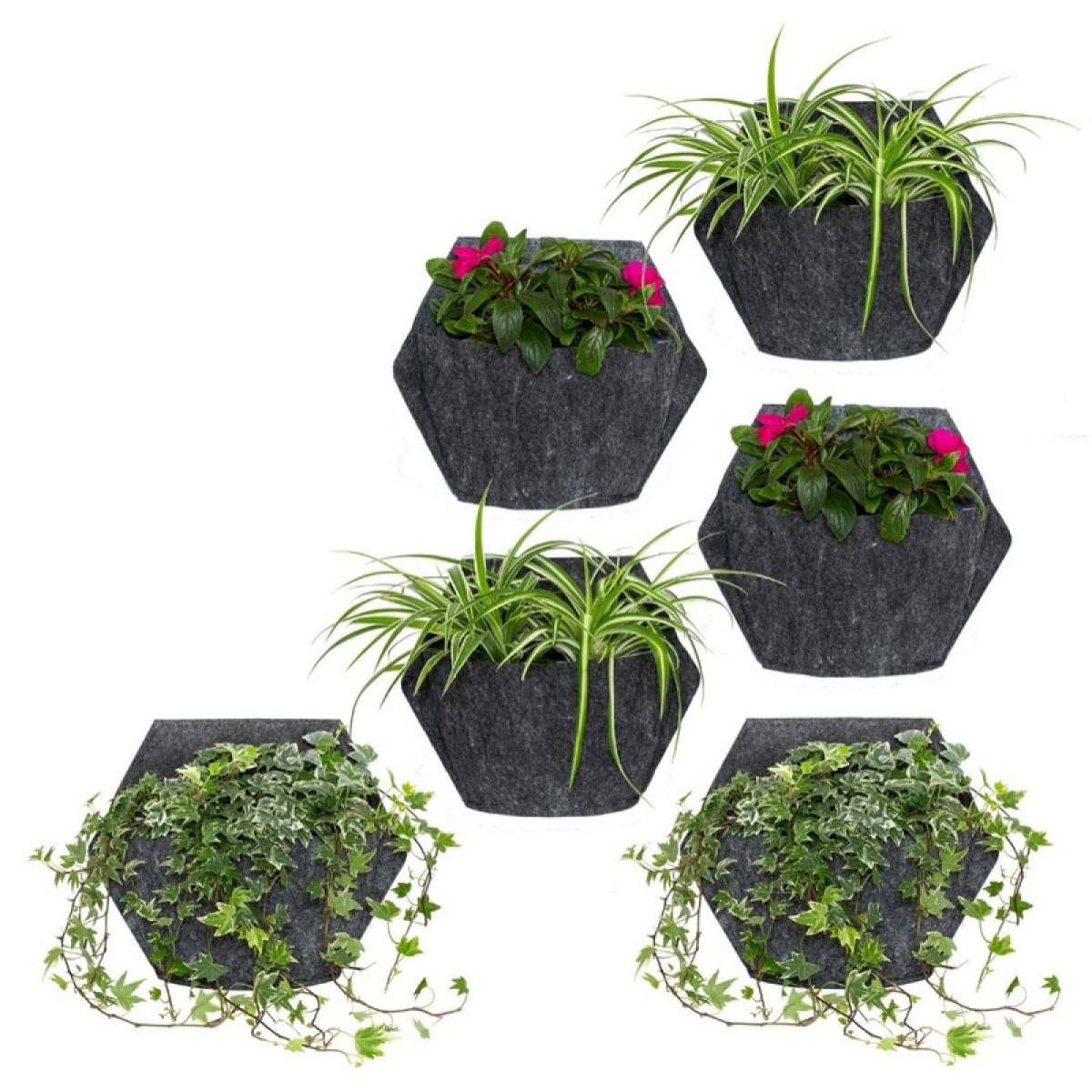 Jardín vertical con autorriego : 6 macetas de pared hexagonales con 12 plantas colgantes