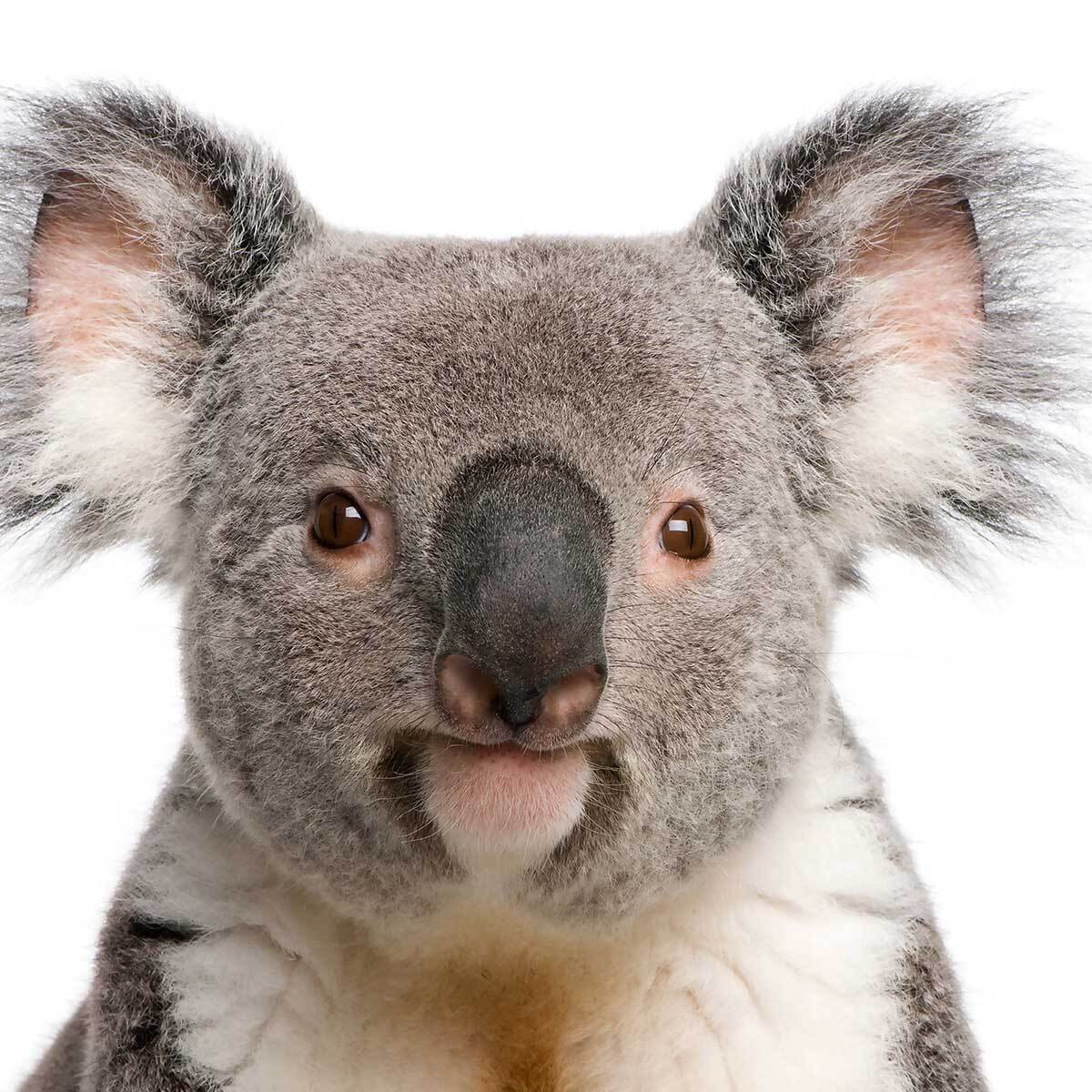 Affiche enfant bébé koala  Affiche sous cadre bois
